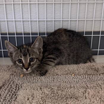 Halaena -  Domestic Short Hair Cat for Adoption in Columbiana, Alabama - Halaena | PetCurious