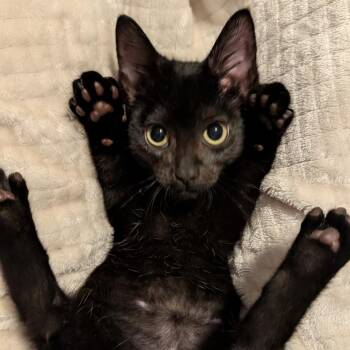 Page -  Domestic Short Hair Cat for Adoption in Portage, Michigan - Page | PetCurious