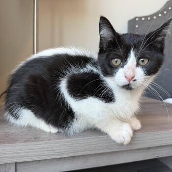 Sydney -  Domestic Short Hair Cat for Adoption in Pasco, Washington - Sydney | PetCurious