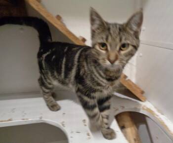 Rescue Tabby Cats for Adoption in Delhi, New York - PATTY | PetCurious
