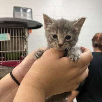 Ellie -  Domestic Short Hair Cat for Adoption in Ardmore, Oklahoma - Ellie | PetCurious