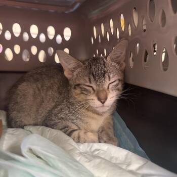 Laxer -  Domestic Short Hair Cat for Adoption in Buffalo, New York - Laxer | PetCurious