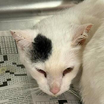 Domestic Short Hair Cats Available for Adoption in Pauls Valley, Oklahoma - Cindy | PetCurious