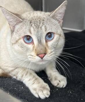 Siamese Cats Available for Adoption - Snowball | PetCurious