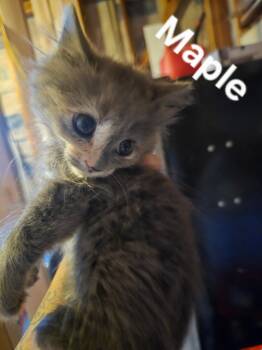 Maple -  Domestic Short Hair Cat for Adoption in Gardnerville, Nevada - Maple | PetCurious