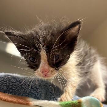 Domestic Short Hair Cats Available for Adoption in Yuma, Arizona - Mason | PetCurious