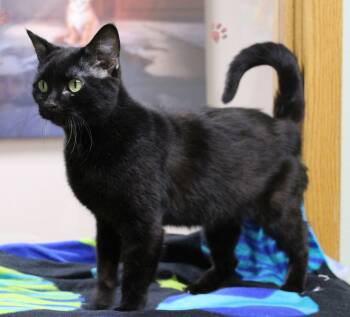 Domestic Short Hair Cats Available for Adoption in Portage, Wisconsin - Tutu | PetCurious