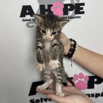 Whisk -  American Shorthair and Domestic Short Hair Cat for Adoption in Milton, Florida - Whisk | PetCurious