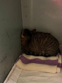 Rosalie -  Domestic Short Hair Cat for Adoption in Verona, Wisconsin - Rosalie | PetCurious