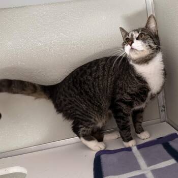 Domestic Short Hair Cats Available for Adoption - Grasshopper | PetCurious