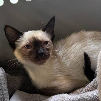 Mocha -  Siamese Cat for Adoption in Des Moines, Iowa - Mocha | PetCurious