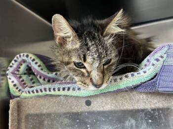 Domestic Short Hair Cats Available for Adoption in San Jose, California - A1405143 | PetCurious