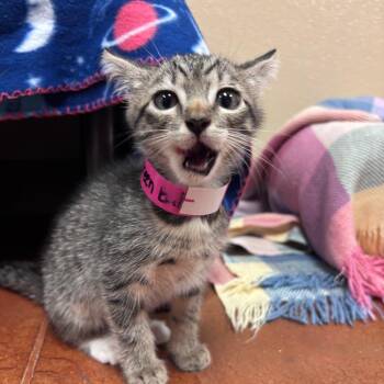 Domestic Short Hair Cats Available for Adoption in Goleta, California - Emerald Jade Green Ball | PetCurious