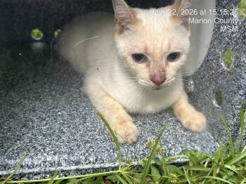 SUGAR CAKE -  Siamese Cat for Adoption in Ocala, Florida - SUGAR CAKE | PetCurious