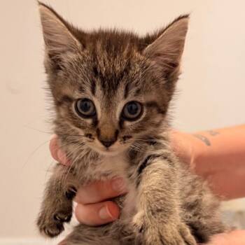 Toffee -  American Shorthair Cat for Adoption in Helena, Alabama - Toffee | PetCurious