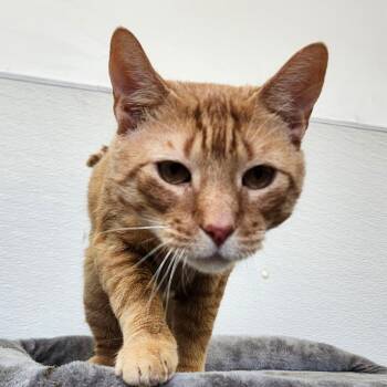 Ginger Bear -  Domestic Short Hair Cat for Adoption in Ballston Spa, New York - Ginger Bear | PetCurious