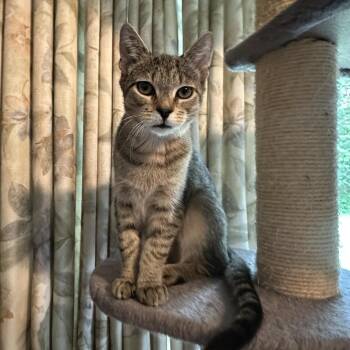 Howie (female) -  Domestic Short Hair Cat for Adoption in Cincinnati, Ohio - Howie (female) | PetCurious