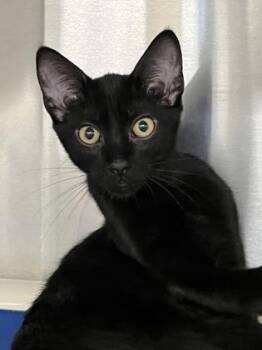 Maxine -  Domestic Short Hair Cat for Adoption in Venice, Florida - Maxine | PetCurious