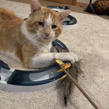 American Shorthair Cats Available for Adoption in Mountain Home, Arkansas - Donny | PetCurious