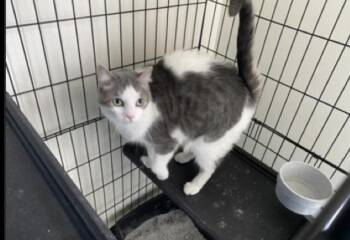 Pluto -  Domestic Short Hair Cat for Adoption in Lafayette, Colorado - Pluto | PetCurious