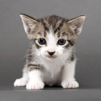 Thelma -  Domestic Short Hair Cat for Adoption in Franklin, Tennessee - Thelma | PetCurious