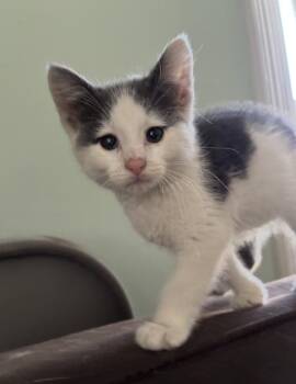 Diesel -  Domestic Short Hair Cat Available for Adoption in New York, New York - Diesel | PetCurious