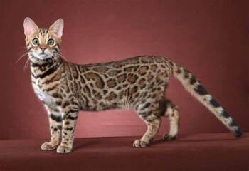 Prairie- NOT FOR ADOPTION( PROD TEST) -  Bengal Cat for Adoption in Bettles, Alaska - Prairie- NOT FOR ADOPTION( PROD TEST) | PetCurious