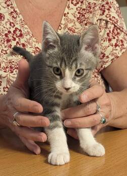 Fuzzy Wuzzy -  Domestic Short Hair Cat for Adoption in Green Valley, Arizona - Fuzzy Wuzzy | PetCurious