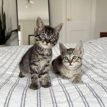 Domestic Short Hair Cats Available for Adoption - Dryer Sheet + Suds | PetCurious