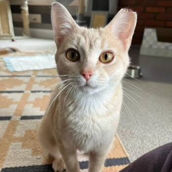 Domestic Short Hair Cats Available for Adoption in Gibsonia, Pennsylvania - Nala | PetCurious