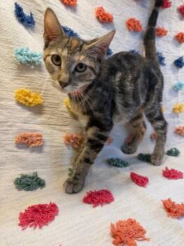 Regina PA -  Domestic Short Hair Cat for Adoption in Denham Springs, Louisiana - Regina PA | PetCurious