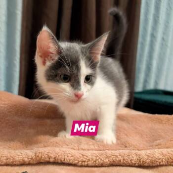 Domestic Short Hair Cats Available for Adoption in Gun Barrel City, Texas - Mia | PetCurious