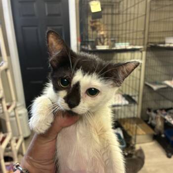 Skye -  Domestic Short Hair Cat for Adoption in Pennsville Township, New Jersey - Skye | PetCurious