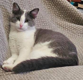 Alexander the Great -  Domestic Short Hair Cat Available for Adoption in Denver, Colorado - Alexander The Great | PetCurious