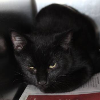 Ollie -  Domestic Short Hair Cat for Adoption in Auburn, Alabama - Ollie | PetCurious