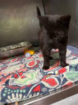 Sugar Plum -  Domestic Short Hair Cat for Adoption in Cumming, Georgia - Sugar Plum | PetCurious