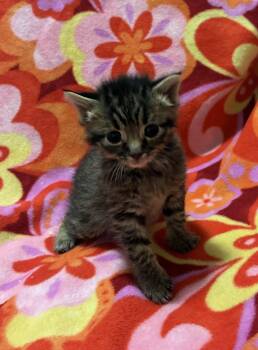 Uh-oh -  Domestic Short Hair Cat for Adoption in Fruit Heights, Utah - Uh-oh | PetCurious