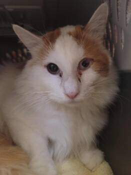 Domestic Medium Hair Cats Available for Adoption - Ube | PetCurious