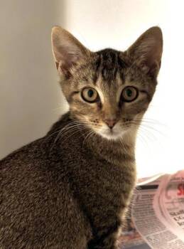 Cinnamon Roll 1083-26 -  Domestic Short Hair Cat for Adoption in Cumming, Georgia - Cinnamon Roll 1083-26 | PetCurious