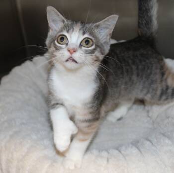 Emmy - has extra toes -  Domestic Short Hair Cat for Adoption in Mississauga, Ontario - Emmy - Has Extra Toes | PetCurious