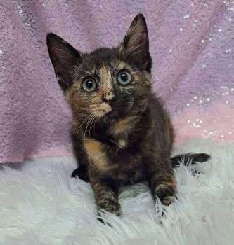 Mina -  Domestic Short Hair Cat for Adoption in Clarkesville, Georgia - Mina | PetCurious