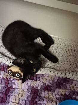 Domestic Short Hair Cats Available for Adoption in Clarksville, Tennessee - Porthos (Rex) | PetCurious