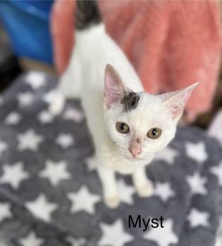 Rescue Domestic Short Hair Cats for Adoption in Safety Harbor, Florida - Myst | PetCurious