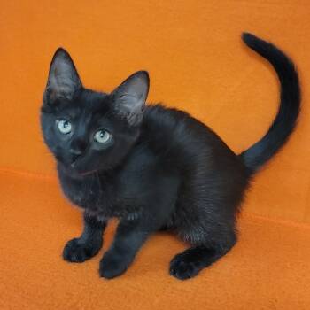 Rescue Domestic Short Hair Cats for Adoption in Coos Bay, Oregon - Bunny (blue Collar) | PetCurious