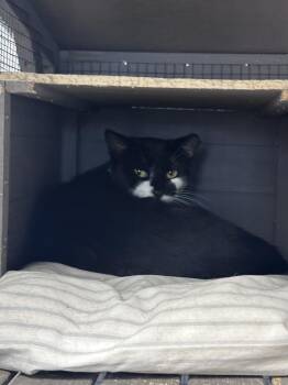 Frita Freeport -  Domestic Short Hair Cat for Adoption in Westbury, New York - Frita Freeport | PetCurious