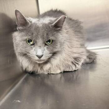 Domestic Long Hair Cats Available for Adoption - Sky | PetCurious
