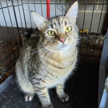 Dior -  Domestic Short Hair Cat for Adoption in Wadena, Minnesota - Dior | PetCurious