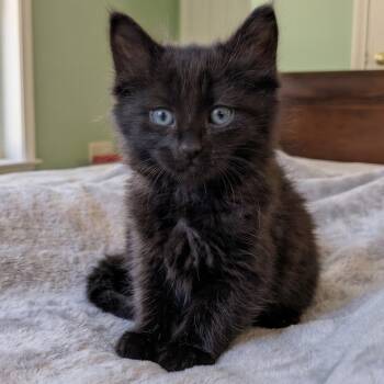 Zoe Christopherson -  Domestic Long Hair Cat for Adoption in Morrison, Colorado - Zoe Christopherson | PetCurious