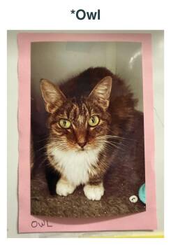 Owl -  Domestic Short Hair Cat for Adoption in Richland Center, Wisconsin - Owl | PetCurious