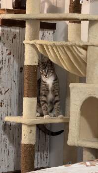 Jackpot -  Domestic Short Hair Cat Available for Adoption - Jackpot | PetCurious